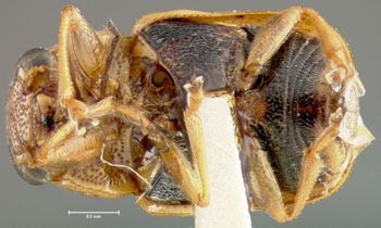Media type: image;   Entomology 24994 Aspect: habitus ventral view